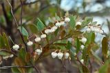 Chamaedaphne calyculata