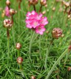 Armeria maritima