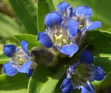 Gentiana cruciata