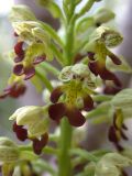 Orchis punctulata. Часть соцветия. Israel, Upper Galilee, Ya'ar Hanita. 31.01.2006.