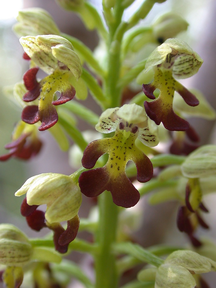 Изображение особи Orchis punctulata.