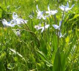 Scilla rosenii