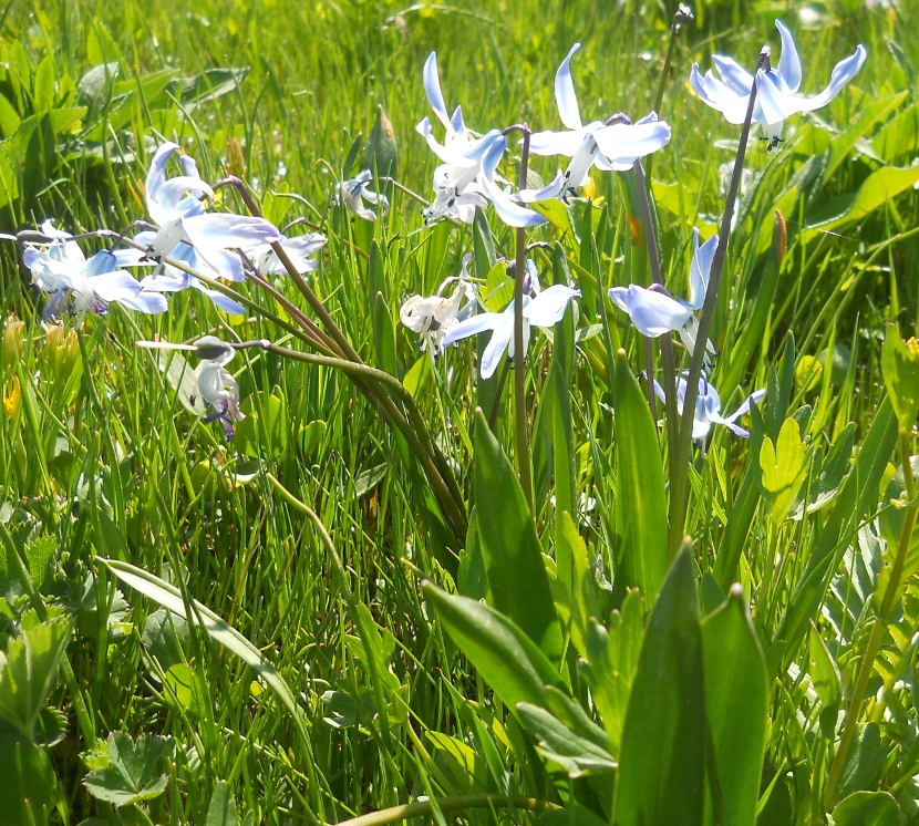 Image of Scilla rosenii specimen.