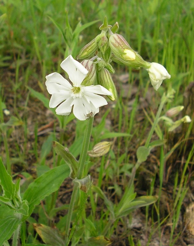 Image of Melandrium album specimen.