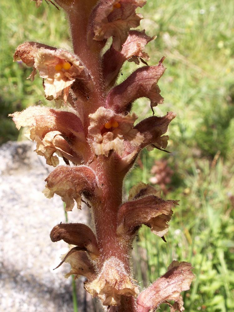 Image of Orobanche lutea specimen.