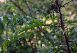 Solanum atropurpureum