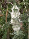 Phlomoides speciosa