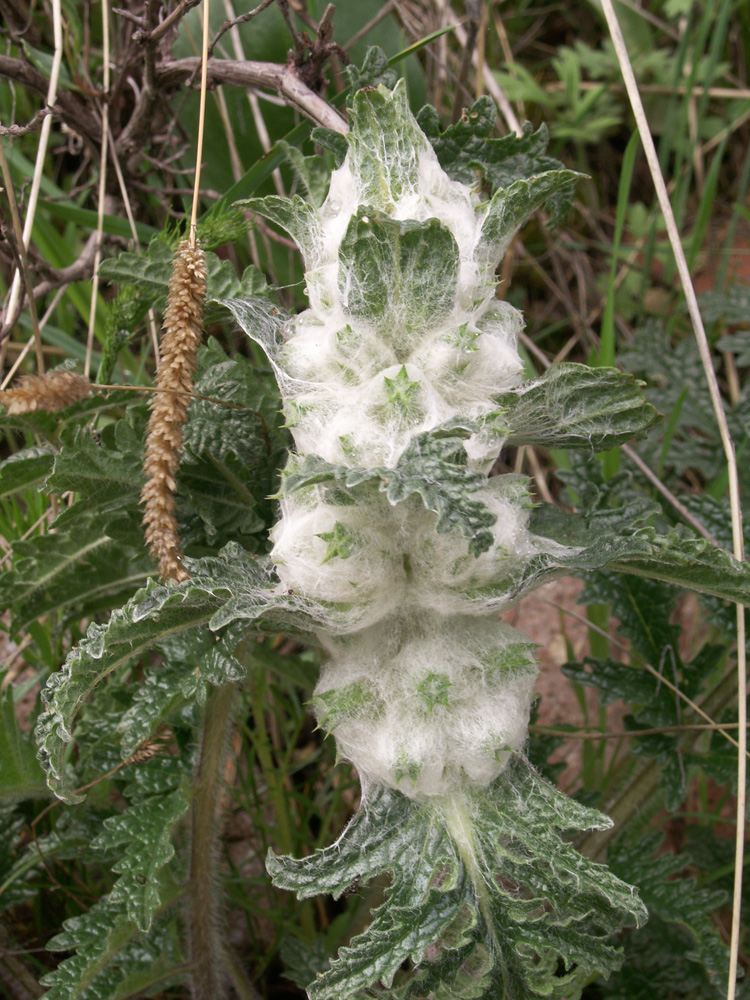 Изображение особи Phlomoides speciosa.