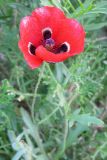 Papaver umbonatum