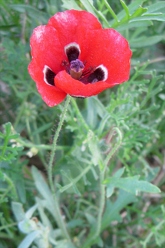 Image of Papaver umbonatum specimen.
