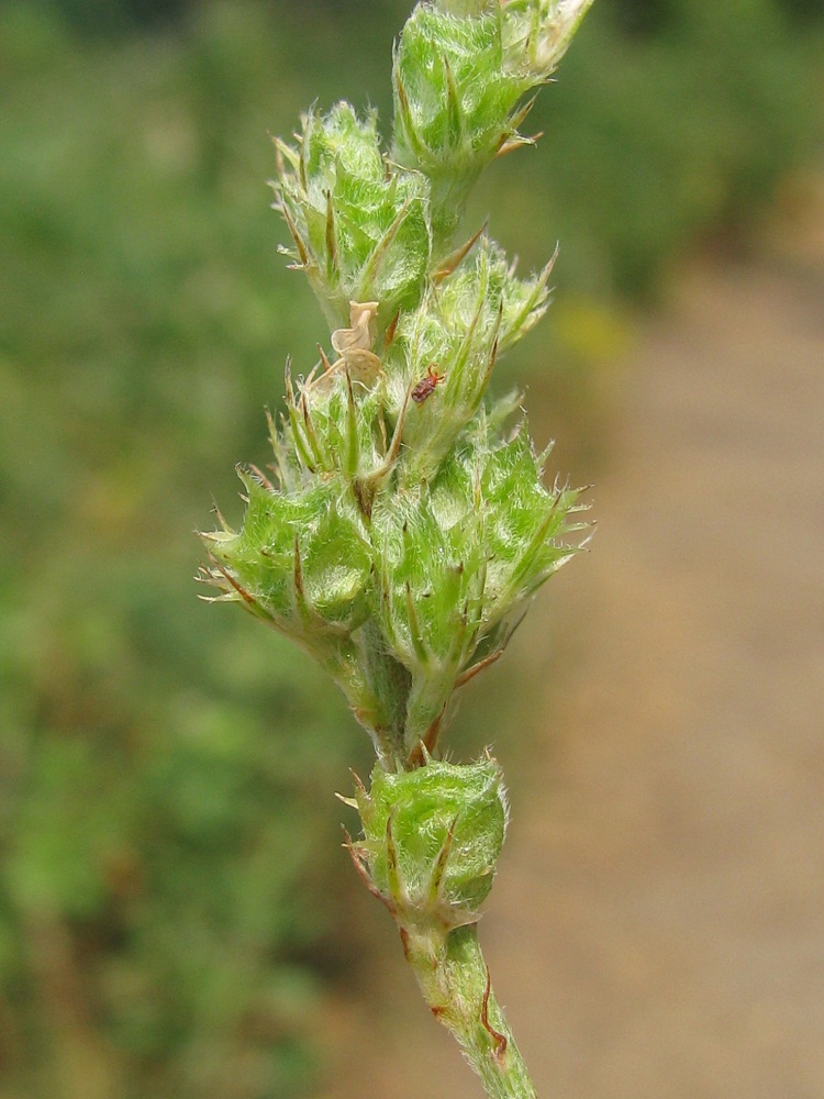 Изображение особи Onobrychis viciifolia.