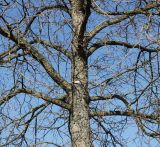 Corylus colurna