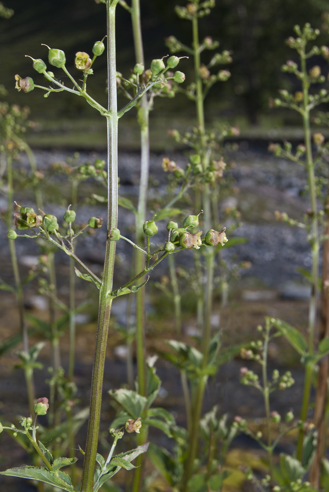 Изображение особи Scrophularia umbrosa.