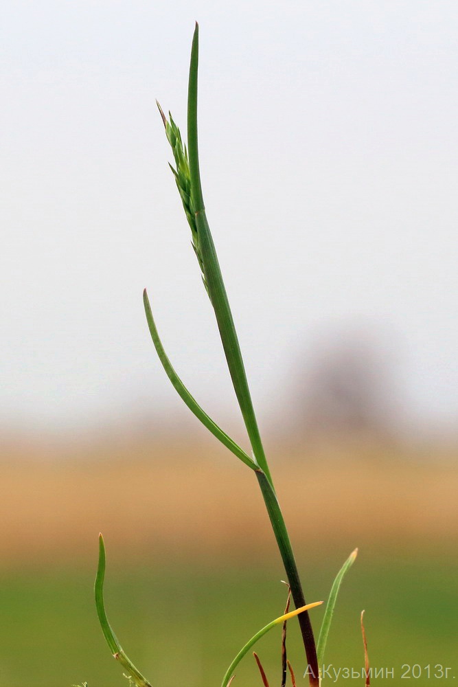 Изображение особи Poa bulbosa ssp. vivipara.