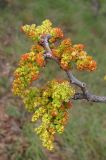 Pistacia mutica. Ветвь с соцветиями. Южный Берег Крыма, гора Аюдаг. 26 апреля 2013 г.