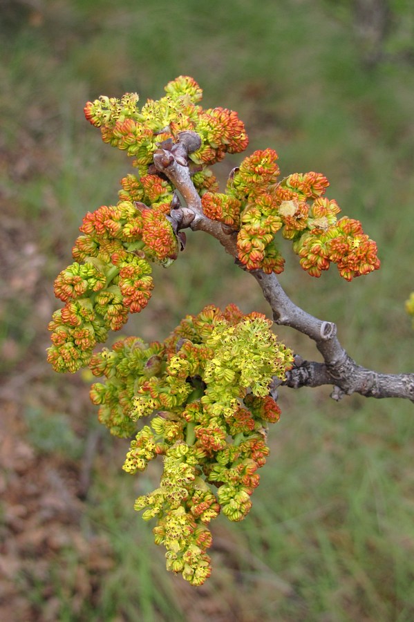 Image of Pistacia mutica specimen.