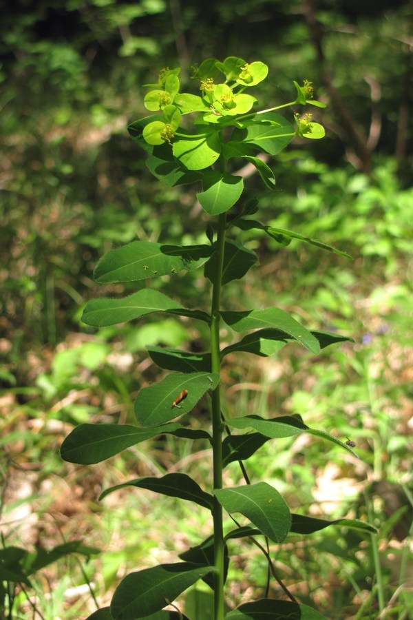 Изображение особи Euphorbia tauricola.