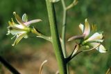 Delphinium semibarbatum. Часть соцветия. Узбекистан, г. Ташкент, археологический памятник Актепа Юнусабадский. 14.05.2013.