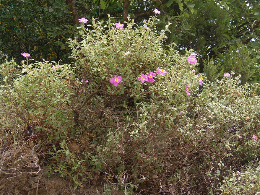 Image of Cistus tauricus specimen.