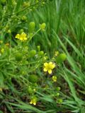 Ranunculus sceleratus