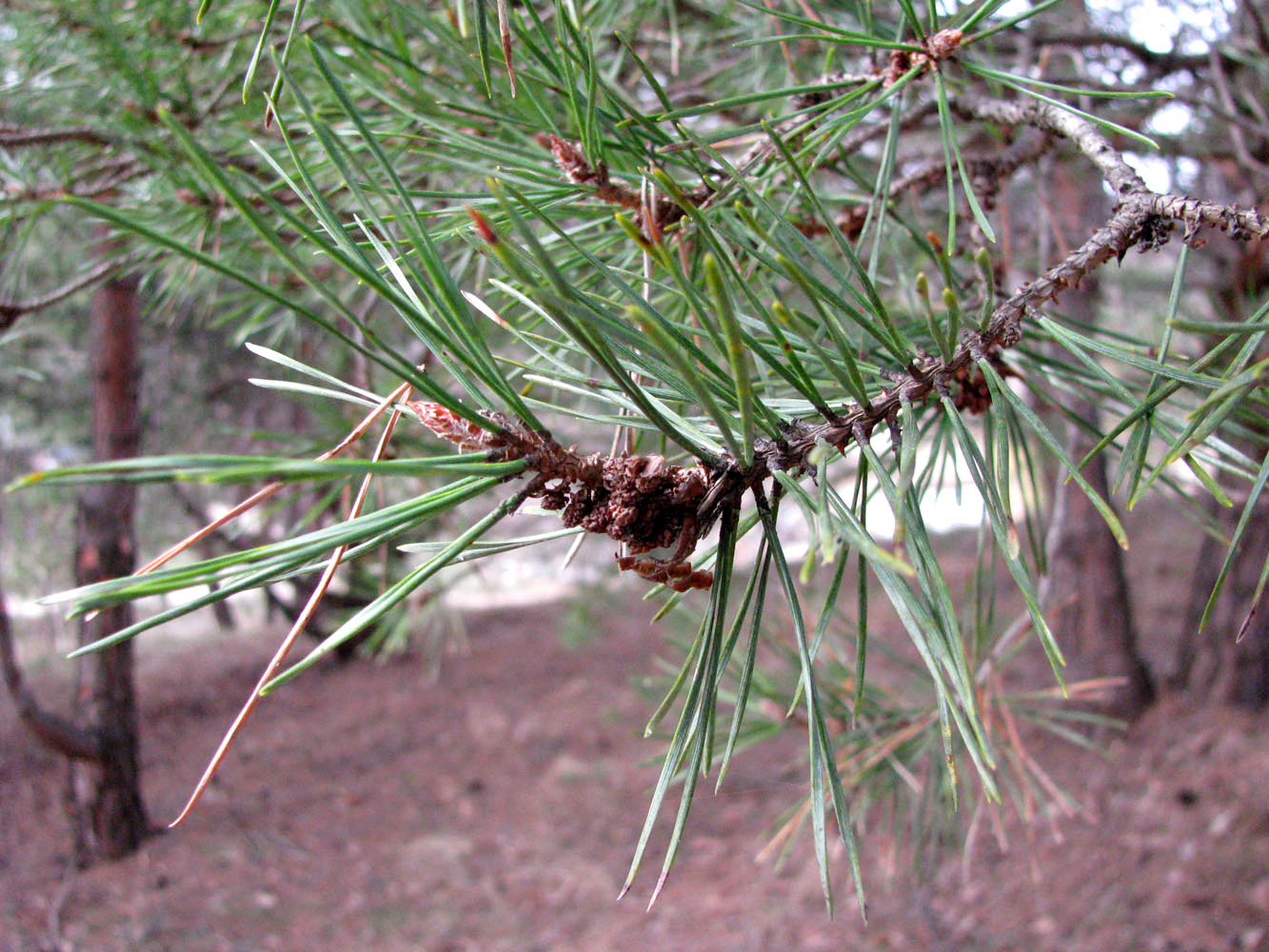 Image of Pinus contorta specimen.