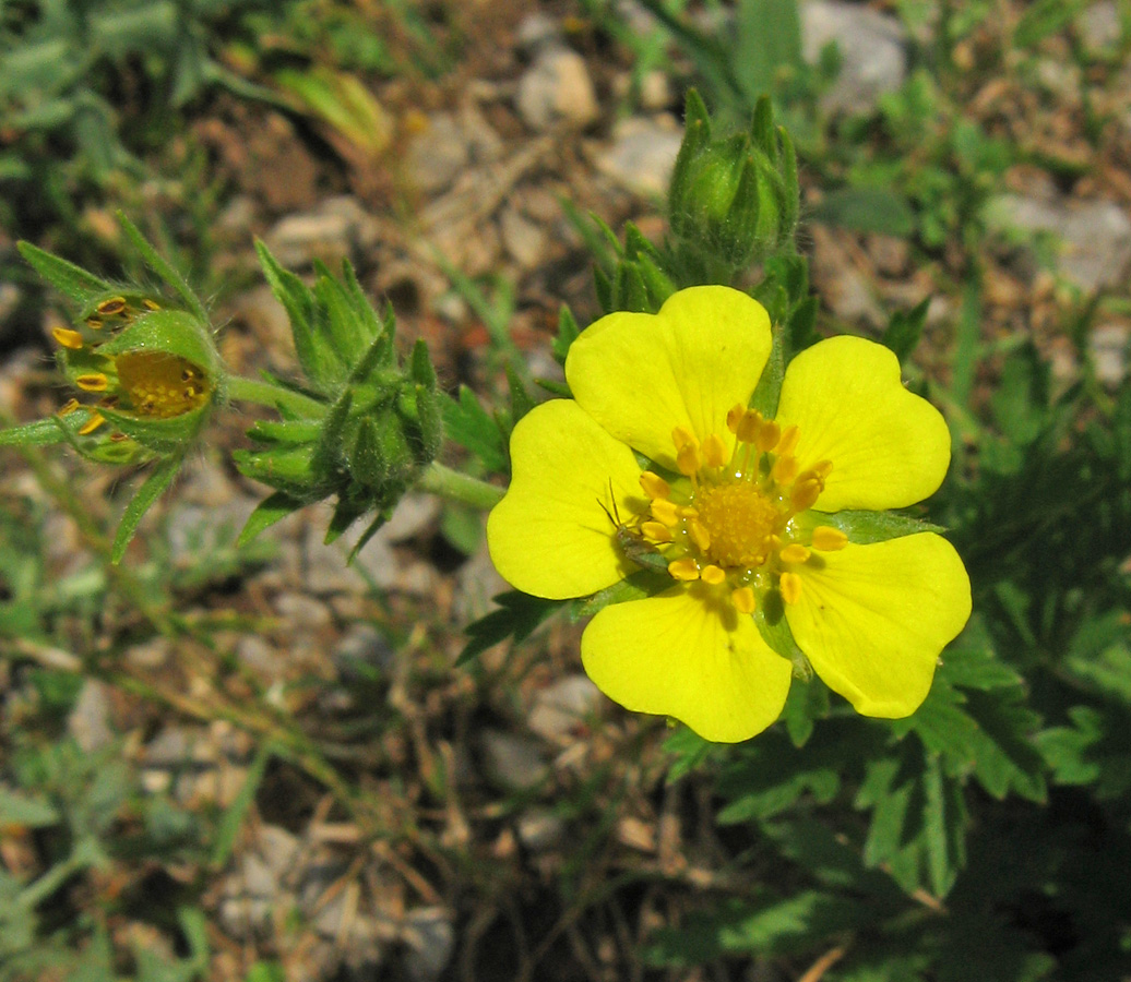 Image of genus Potentilla specimen.