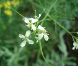 Sisymbrium altissimum. Цветки. Украина, г. Запорожье, балка возле пос. Солнечный. 02.06.2013.