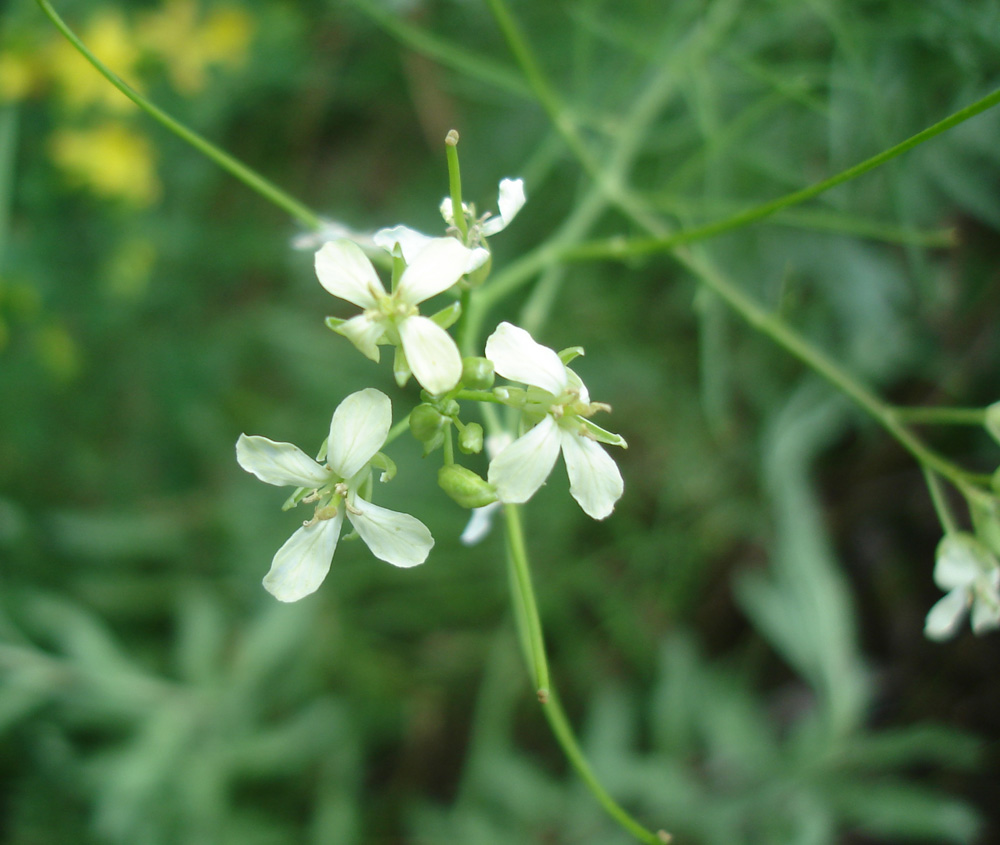 Image of Sisymbrium altissimum specimen.