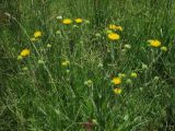 Inula aucheriana