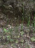 Arabis borealis. Цветущие растения. Архангельская обл., Пинежский р-н, восточные окр. Пинежского заповедника, на обрыве у дороги. 21.06.2013.
