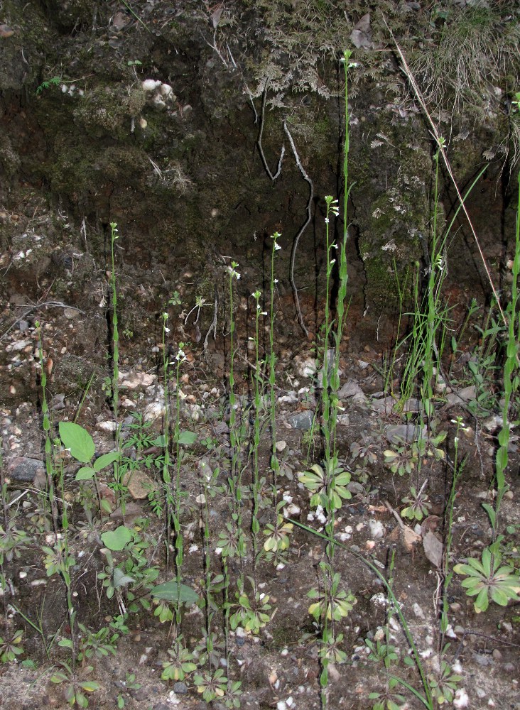 Изображение особи Arabis borealis.