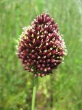 Allium sphaerocephalon