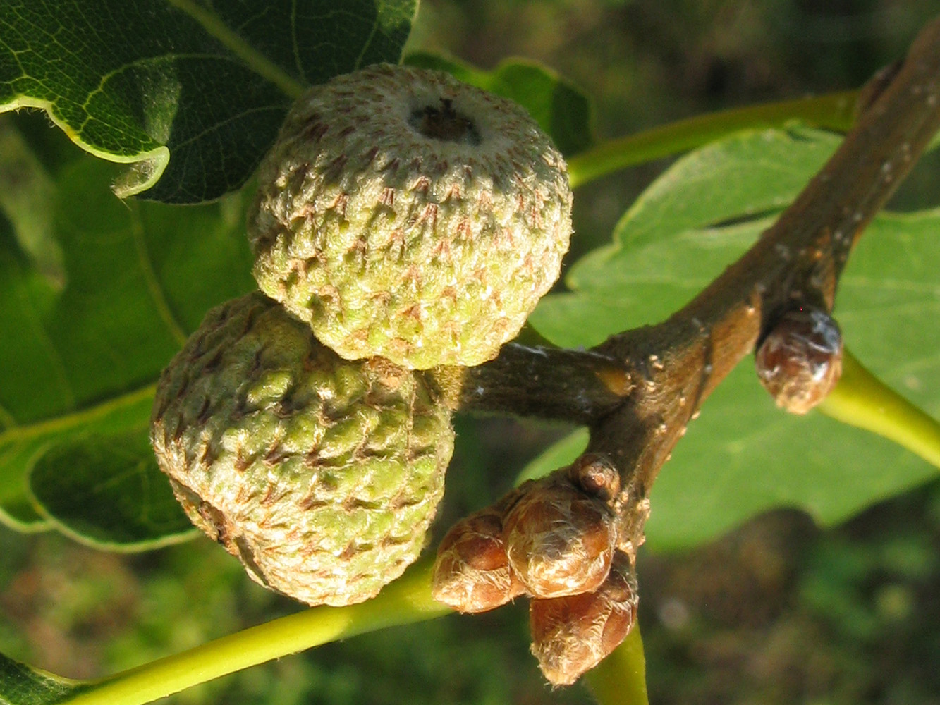 Изображение особи Quercus pubescens.