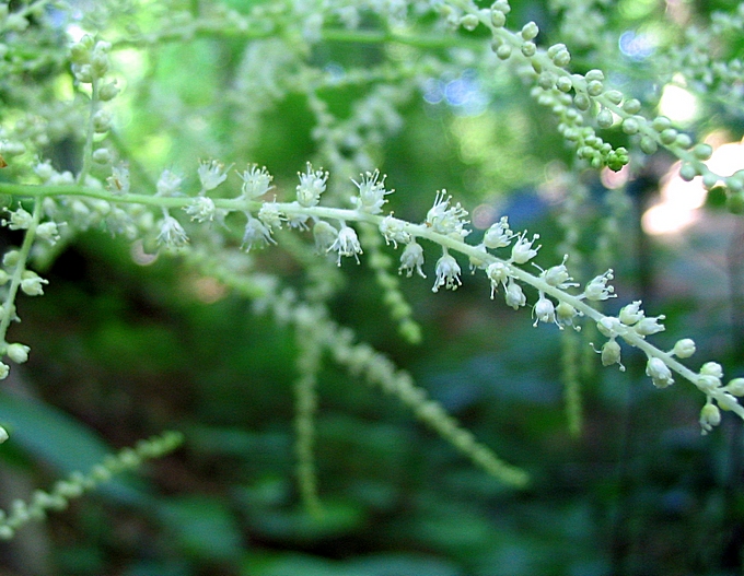 Image of Aruncus sylvestris specimen.