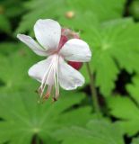 Geranium macrorrhizum. Цветок. Финляндия, окрестности г. Коувола, лесопарк Арборетум Мустила. 8 июня 2013 г.