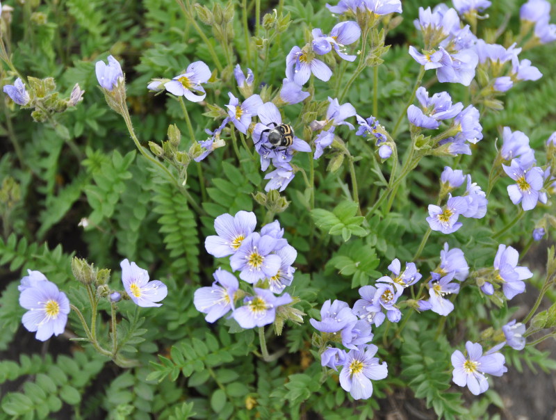 Image of Polemonium boreale specimen.