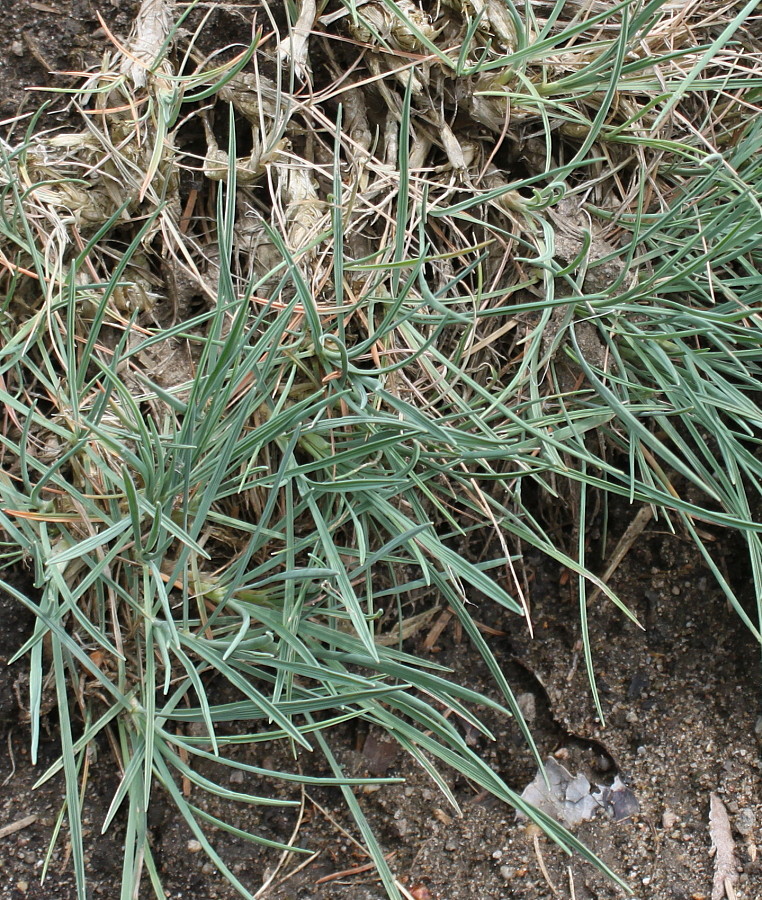 Image of Koeleria glauca specimen.