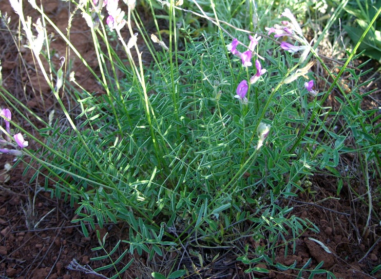 Изображение особи Astragalus macropus.