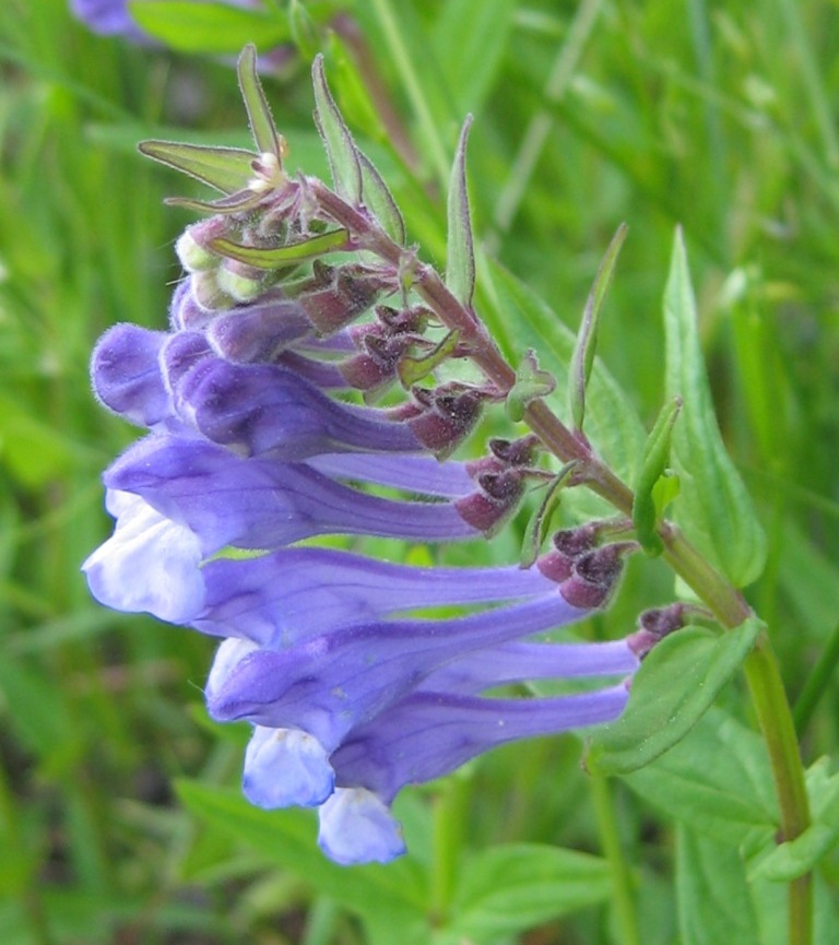 Image of Scutellaria hastifolia specimen.