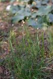 genus Allium. Зацветающее растение. Южный Казахстан, хр. Боролдайтау, ущ. Кенозен. 22.04.2013.