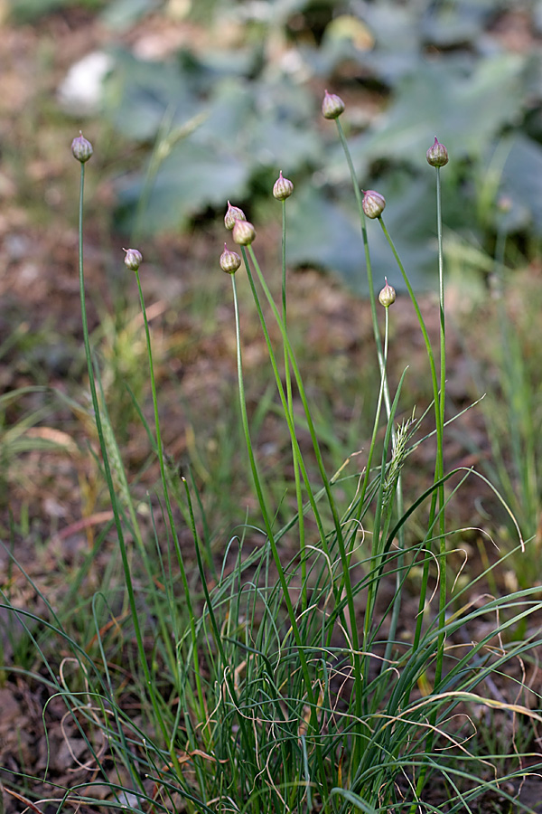Image of genus Allium specimen.