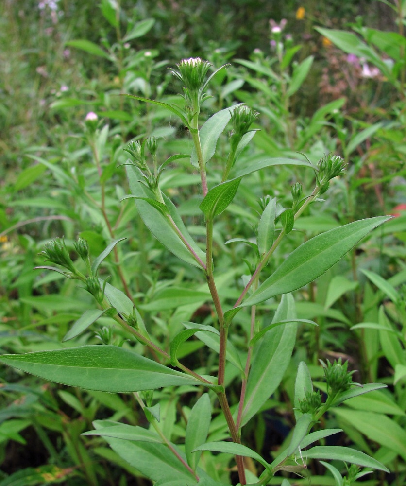 Image of Symphyotrichum novi-belgii specimen.