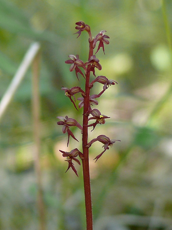 Изображение особи Listera cordata.