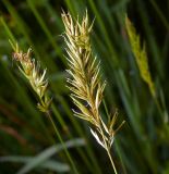 Anthoxanthum odoratum