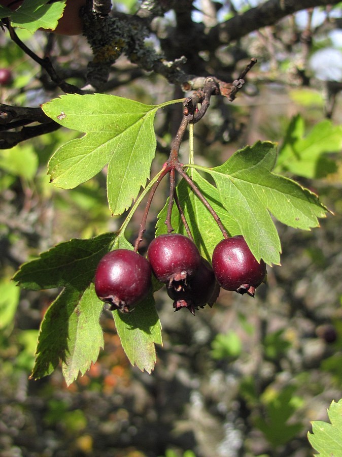 Image of Crataegus dipyrena specimen.