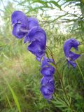 Aconitum turczaninowii. Соцветие. Республика Бурятия, Баунтовский эвенкийский р-н, окр. пос. Северный, долина р. Има, береговая граница разнотравного сырого луга. 04.08.2013.