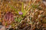 Spergularia rubra