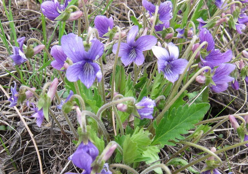 Изображение особи Viola × juzepczukii.