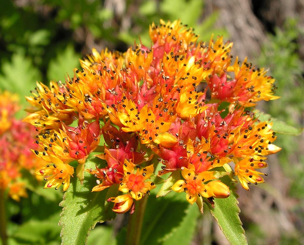 Image of genus Sedum specimen.