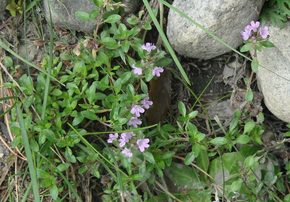 Изображение особи Thymus sibiricus.